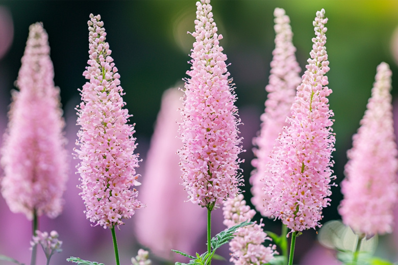 Астильба: секреты пышных метелок в тени